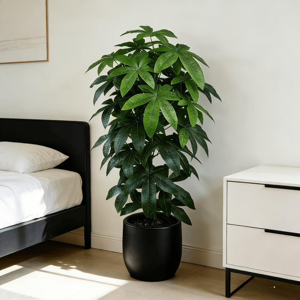 Succulent Set - An Artificial Money Tree Pachira Aquatica