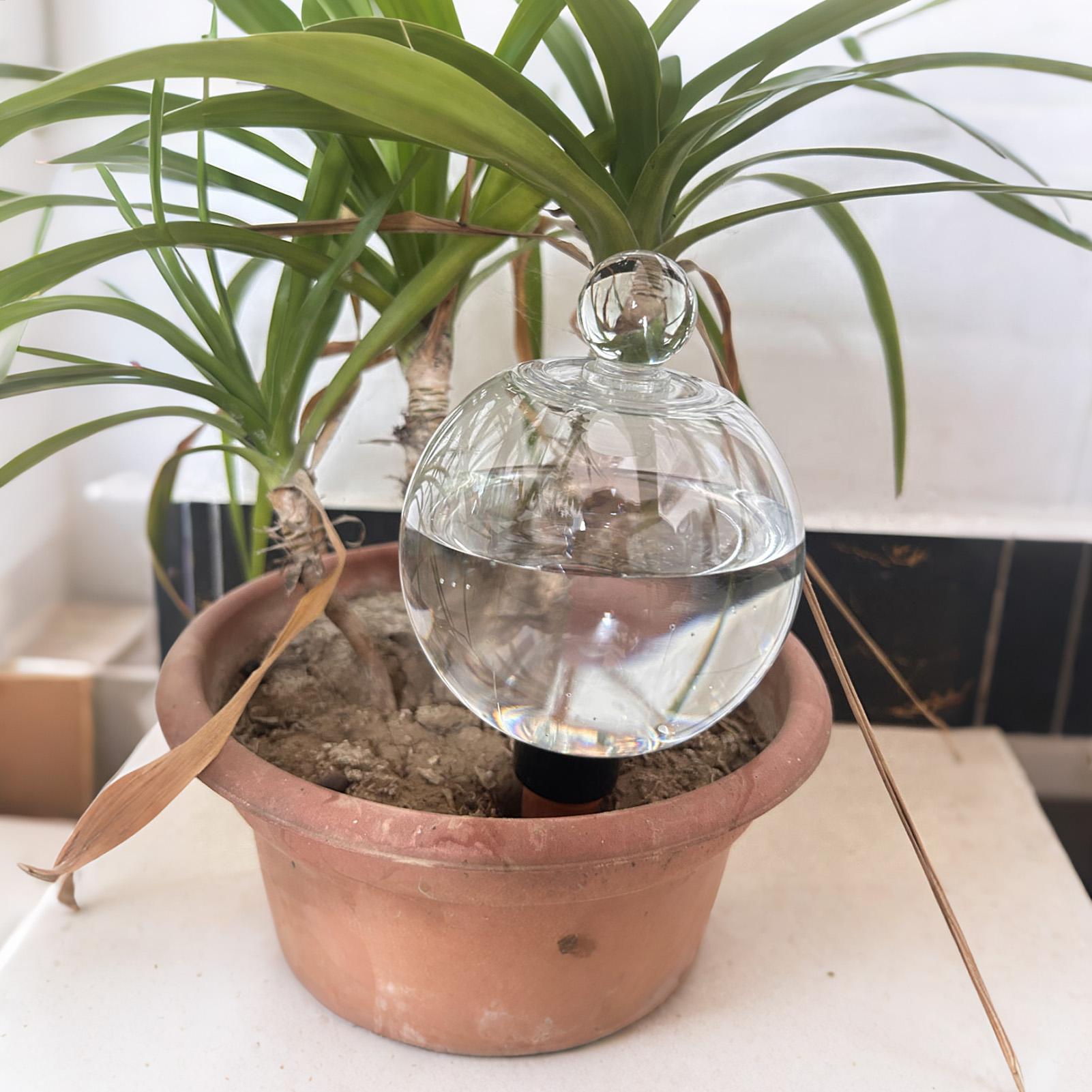Plant Watering Bulbs 4pcs 500m - Succulent Set 评论和价格