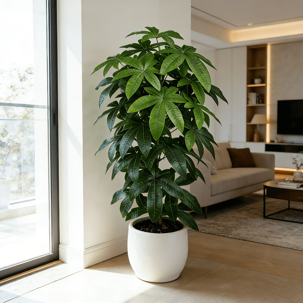 An Artificial Money Tree Pachi - Succulent Set 评论和价格